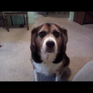 Meet your Posher, Darlene